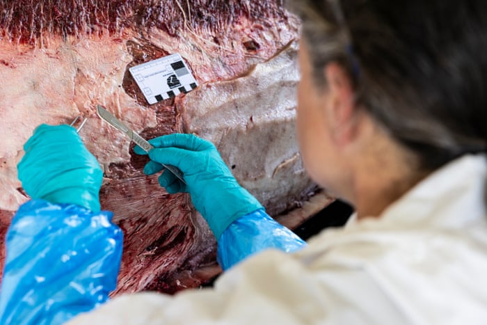Dissecting the world’s rarest whale – in pictures Reidenberg uses forceps and a scalpel to dissect the muscles and structures of the throat ahead of the sternum. Her particular interest is in the larynx and linked structures. The bar in the image shows the scale of the area being examined.Photograph: Derek Morrison