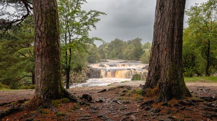 Two trees, with a waterfall visible in the distance.