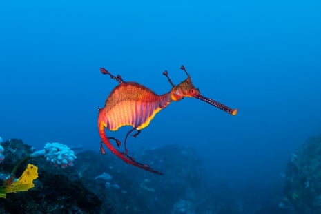 Um dragão marinho com ervas daninhas em Jervis Bay, Nova Gales do Sul, Austrália.