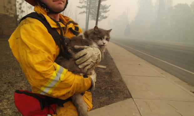 A firefighter in Paradise rescues a cat.