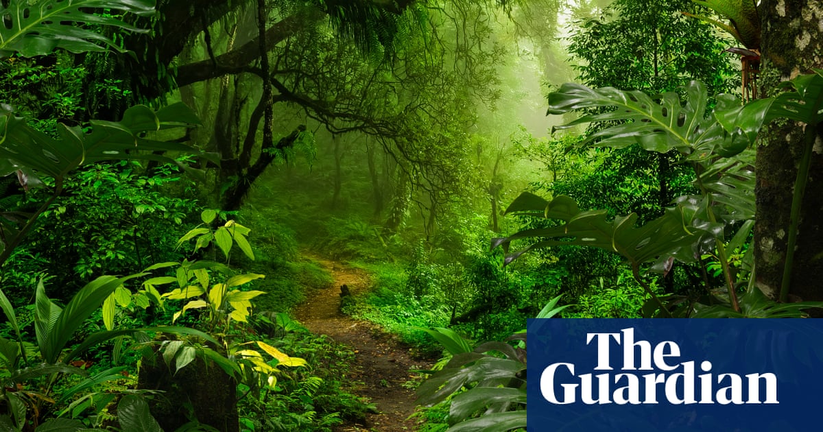 Half the tree of life': ecologists' horror as nature reserves are emptied of insects
