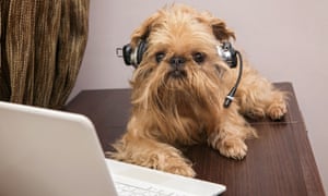 Dog breed Griffon Bruxellois sits near the laptop headphonesDY75TX Dog breed Griffon Bruxellois sits near the laptop headphones