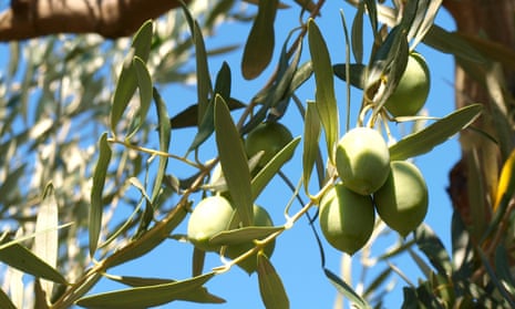 olives on the tree