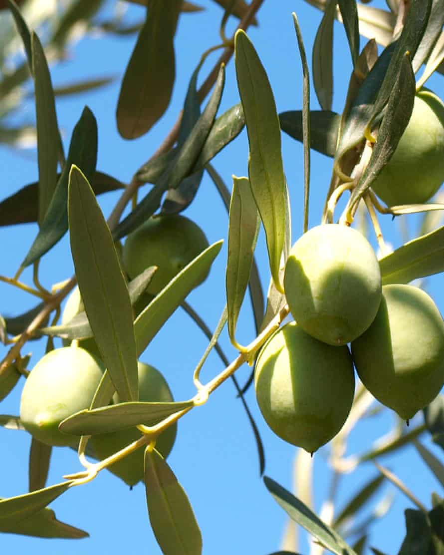 Olives on the tree.