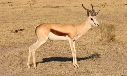 A springbok