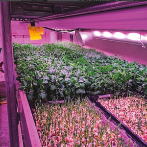 Alys Fowler 10 mejores Instagram cuentas para los jardineros 9 @saralimback