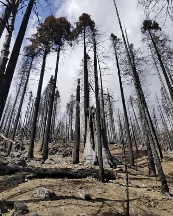 A stand of burned sequoias in the Board Camp Grove in Sequoia national park.