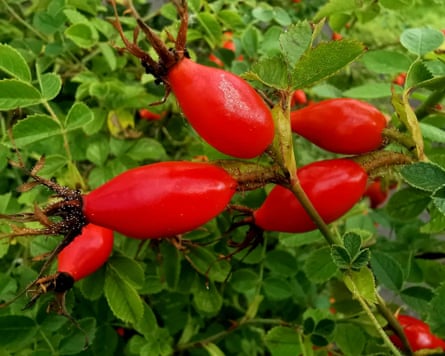 ‘I can say for certain that the rose hips (pictured) and rowans are in enough abundance for me to make some into syrup.’