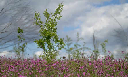 Red campion and bluebells surrounding an established sapling from the felled Cubbington pear tree.