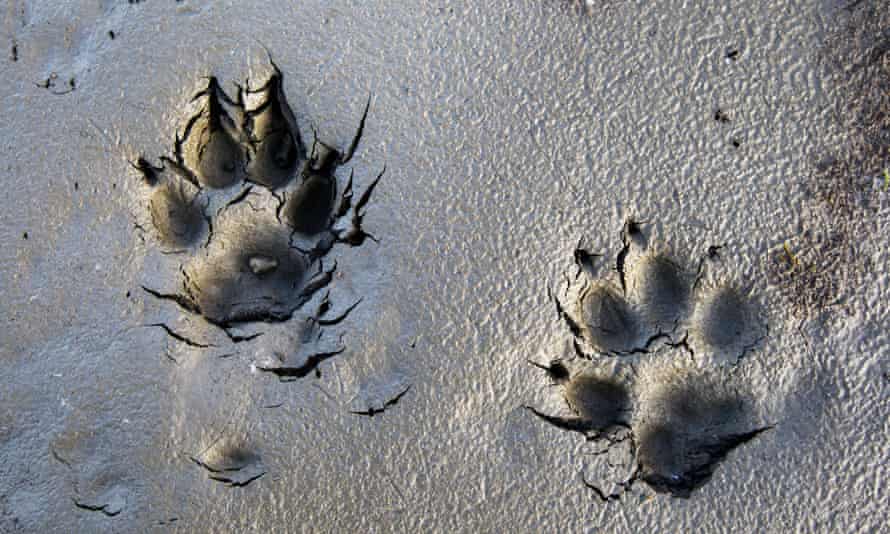 Wolf tracks.