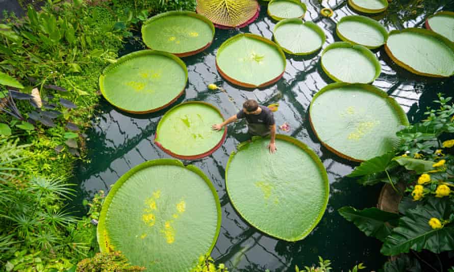 Giant waterlilies at Kew Gardens in London