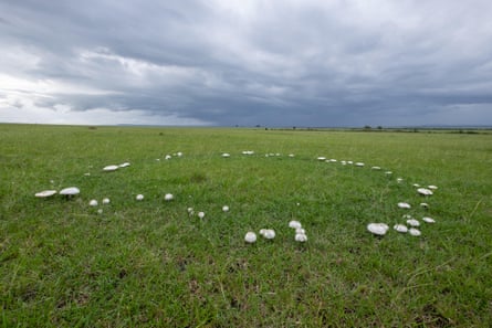 A circle of white funai on grass under a thundery sky