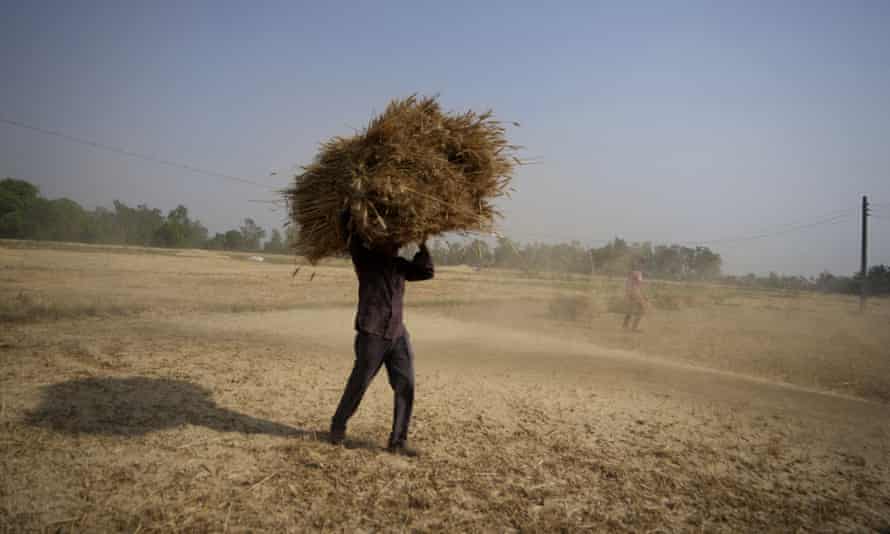 An Indian farmer carries wheat on the outskirts of Jammu, India