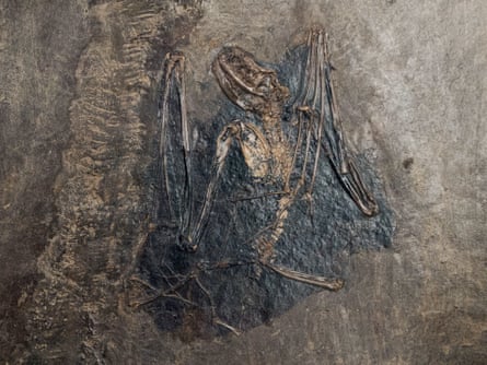 A fossilised bat.