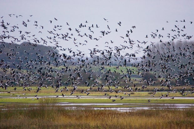 Migrating pink-footed geese over-wintering on marshland at Holkham.