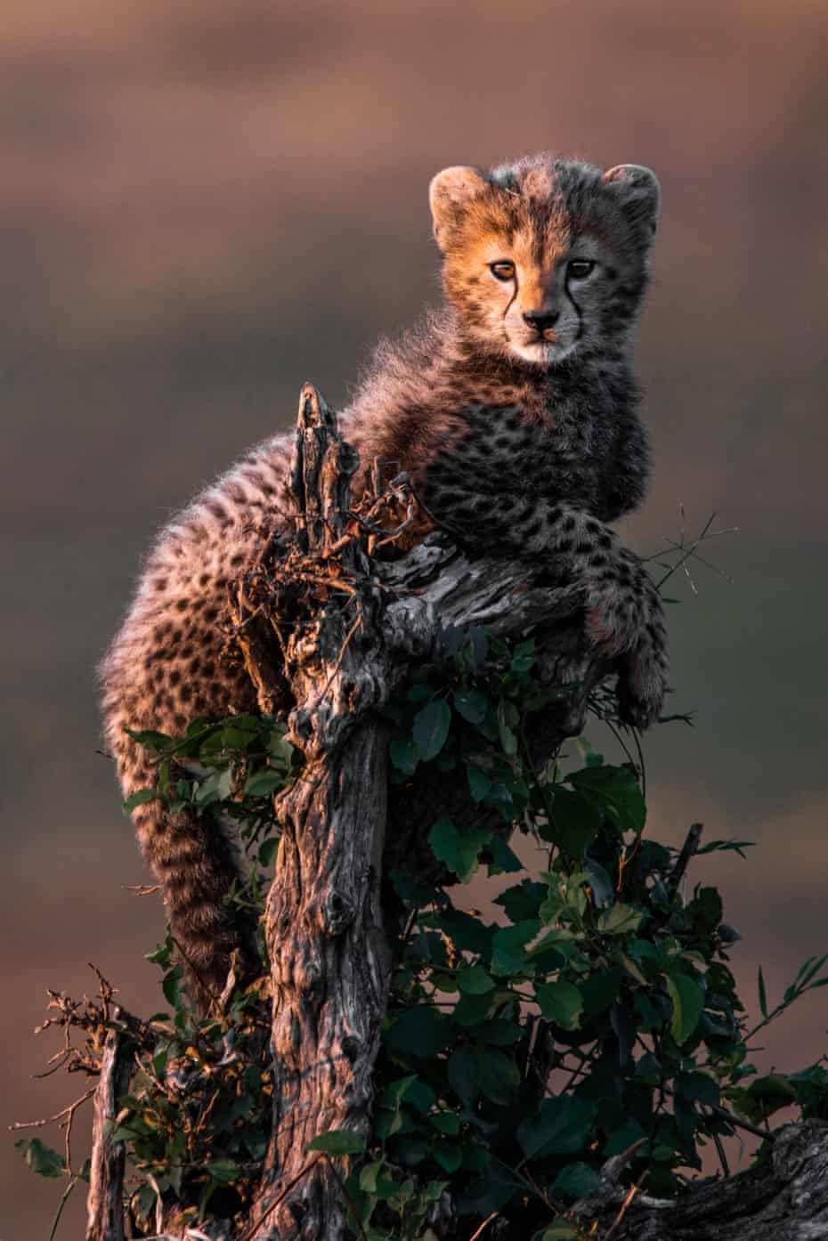 Cheetah cub