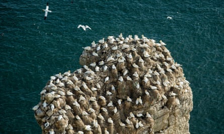 Gannets at the RSPB nature reserve at Bempton Cliffs.