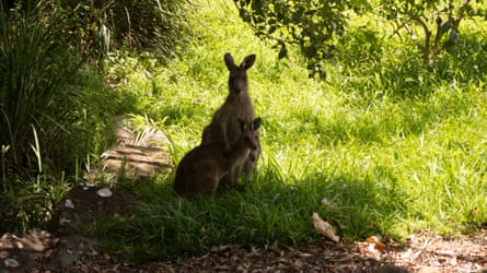 A wallaby and her joey find some shade under a tree
