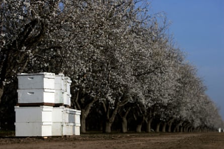 Beehives stand stacked along a blooming almond orchard near Shafter, in California. The bees pollinate many crops, including almond trees in February, and are essential to the food chain.