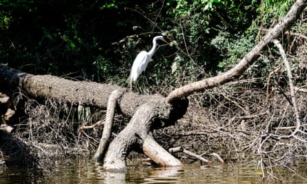 A heron on a fallen tree in the Paraná delta.