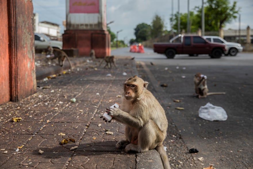 A monkey enjoys a drinkable yogurt in Lopburi, Thailand