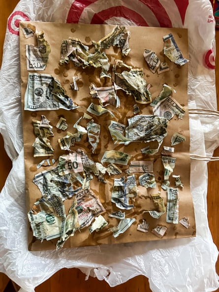‘It smelled so bad’: Pennsylvania couple recovers ,550 after dog eats cash | Dogs ‘It smelled so bad’: Pennsylvania couple recovers ,550 after dog eats cash | Dogs