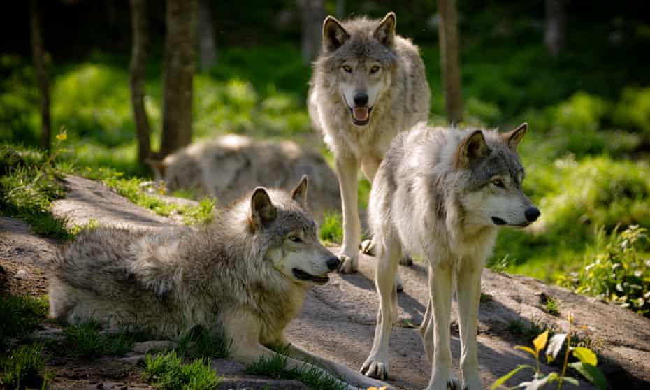 Gray wolves in the North American wilderness.