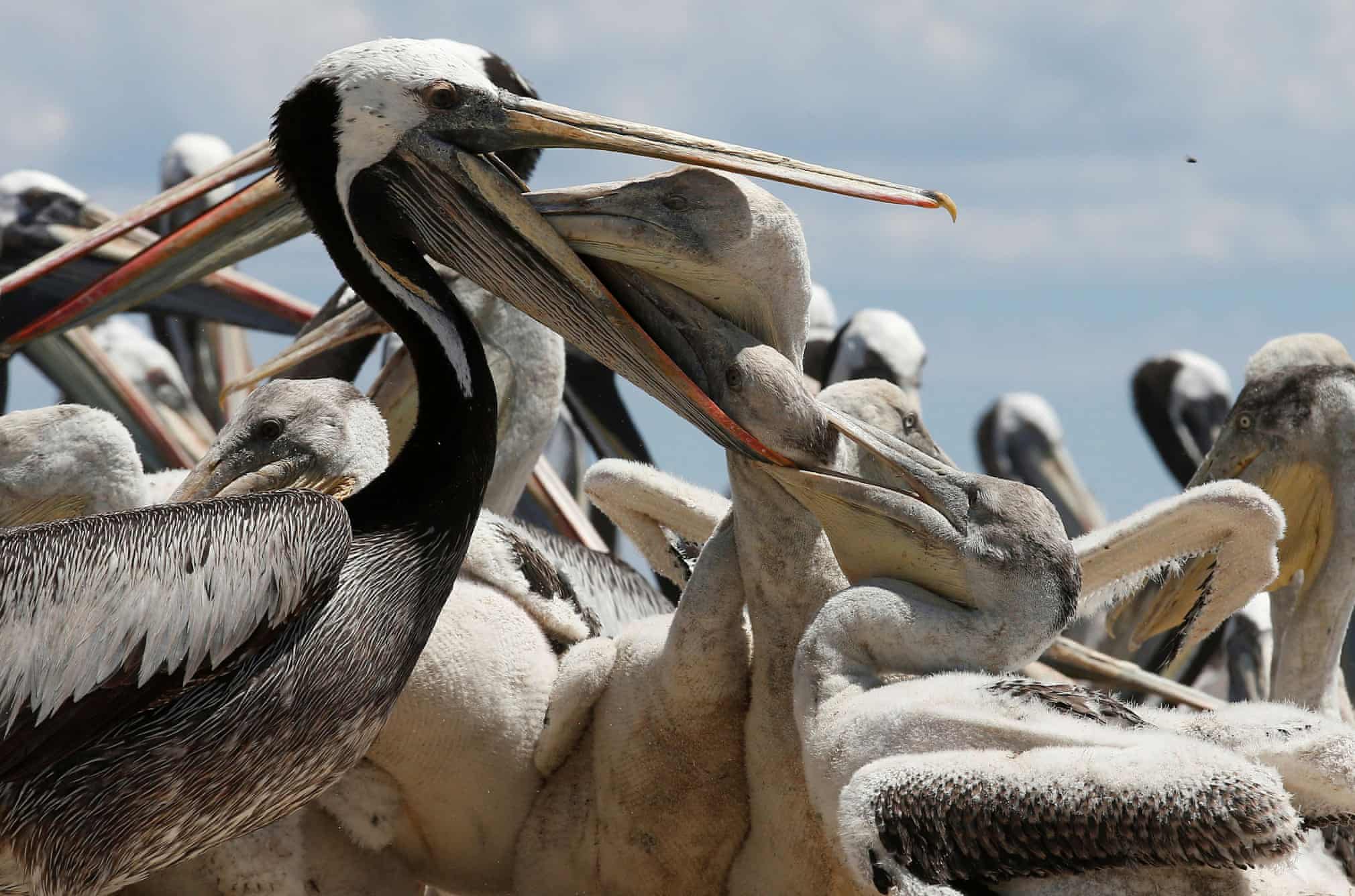 Guardian photos of the day. - Page 28 3500