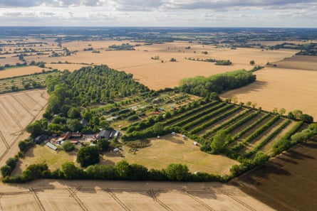 Aerial view showing the trees, including the ‘alleys’ of the Wakelyns site which sits amid a landscape of wheat fields
