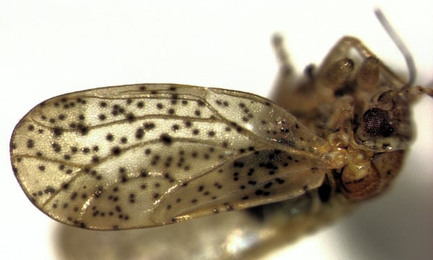 The Psylla frodobagginsi has been mistaken for the Psylla apicalis (pictured) for decades, but researchers have determined that they are two distinct species. 