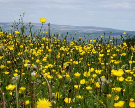 A low view of buttercups above the village of Snitterton.