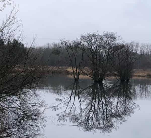 Trees in a pond in Sunderland