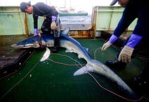 A blue shark is pulled from the Mozambique Channel, onboard a Japanese longliner, Fukuseki Maru No 07