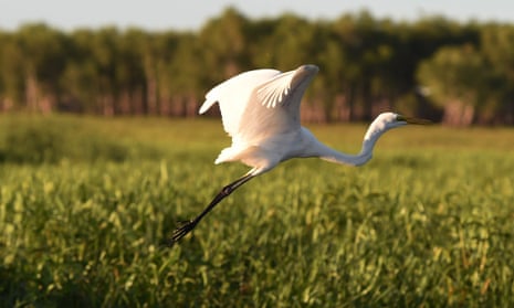 An intermediate egret takes flight in Yellow Water billabong in the world heritage-listed Kakadu national park in Australia’s Northern Territory