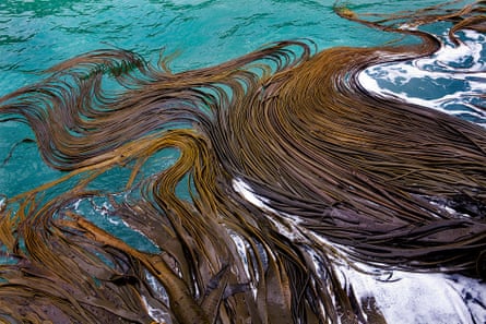 Bull kelp swirling on the coast of South Island, New Zealand.