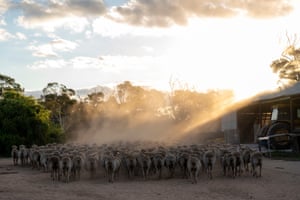 Sheep walking through a dusty sunset on Simon Wallwork and Cindy Stevens’ 3,600-hectare farm in Corrigin, Great Southern district of Western Australia.