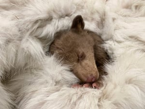 Rescued Bear CubIn this photo provided by San Diego Humane Society, a bear cub, which was found alone in Los Padres National Forest, sleeps at the San Diego Human Society Ramona Wildlife Center. Biologists hope they can return him to the wilderness next year, provided he can learn to find food, seek shelter and avoid people.The cub is the fourth to enter rehab care in California in the past five years.