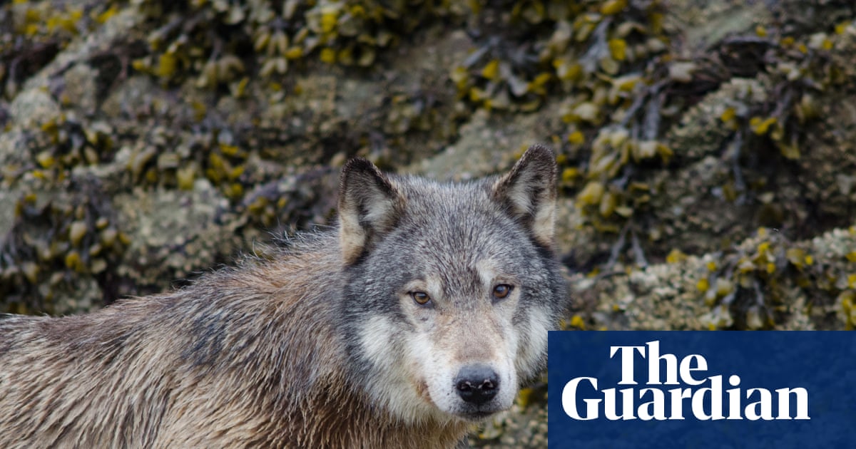 Raiders of the lobster pot: Canadian wolves learn to loot crab traps for bait