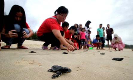Chinese people release baby turtles into the sea in Indonesia