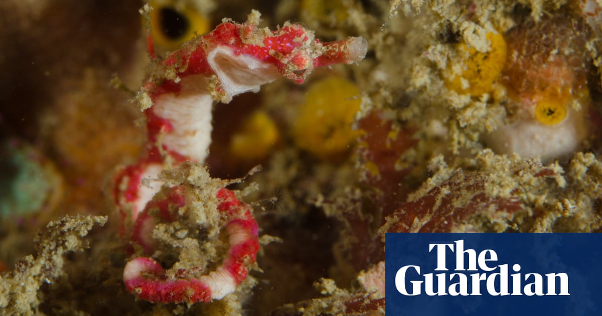 Pygmy pipehorse discovered in New Zealand given Māori name in ‘world first’