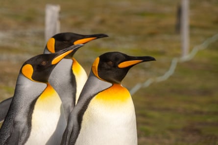 Three king penguins