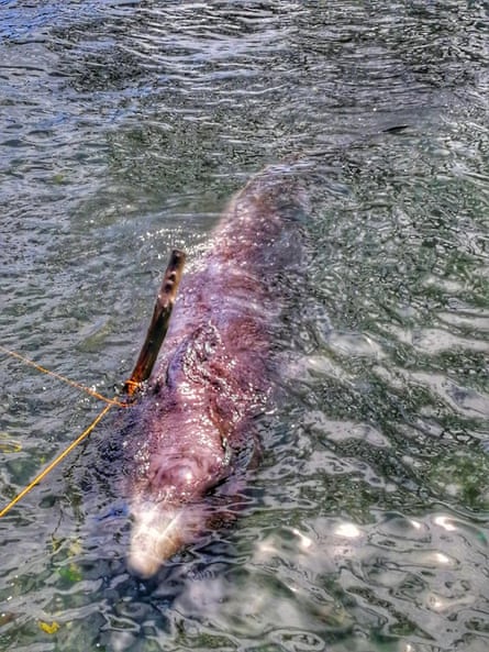 The juvenile male curvier beaked whale died from ingesting plastic bags