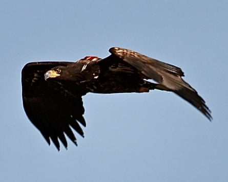 An eagle flying with a ‘backpack’