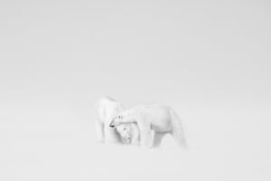 Black and white category winner: White Wedding by Roie Galitz, Israel (polar bear)