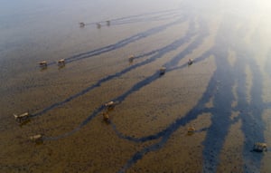 An aerial view of a herd of milu deer on a wetland near the Dafeng Milu national nature reserve in Yancheng, Jiangsu province, China