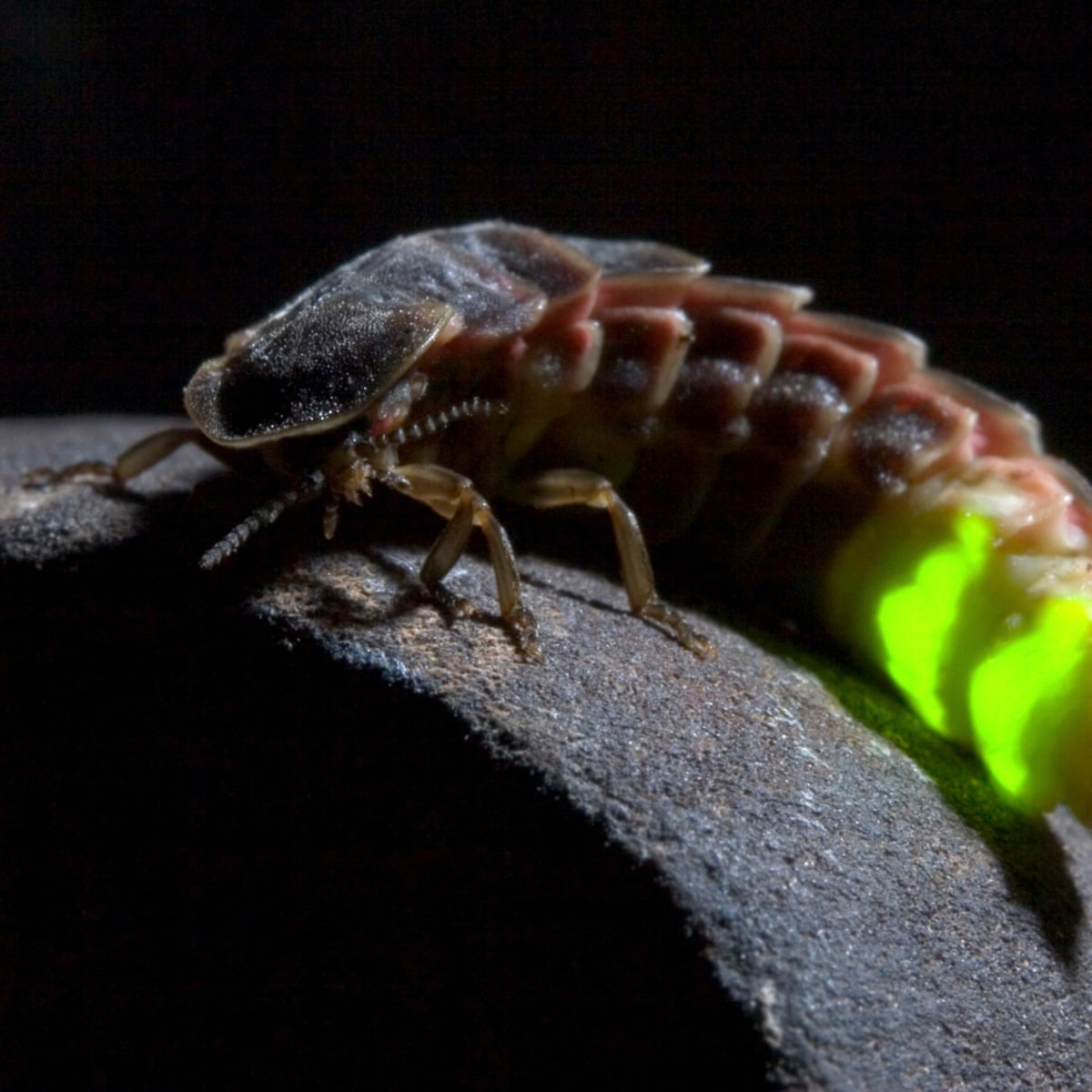 Country Diary Catch These Twinkling Stars Before Their Lights Go Out Insects The Guardian Country Diary Catch These Twinkling Stars Before Their Lights Go Out Insects The Guardian