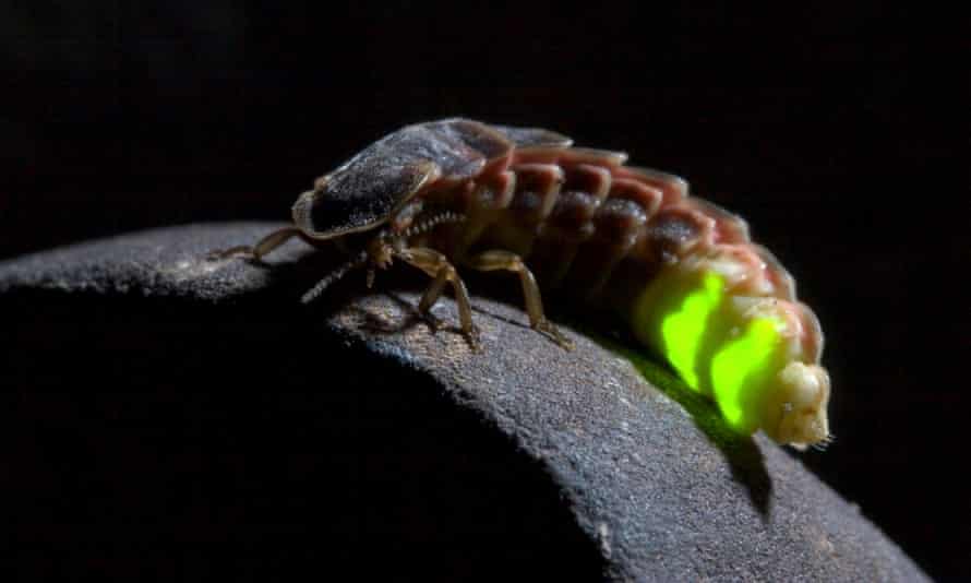 Country Diary Catch These Twinkling Stars Before Their Lights Go Out Insects The Guardian Country Diary Catch These Twinkling Stars Before Their Lights Go Out Insects The Guardian