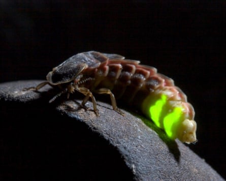 A glow-worm beetle with bright green bioluminescent segments crawls on a stone edge