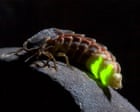 Glowworms shine again in North Yorkshire after larvae reared in garden shed