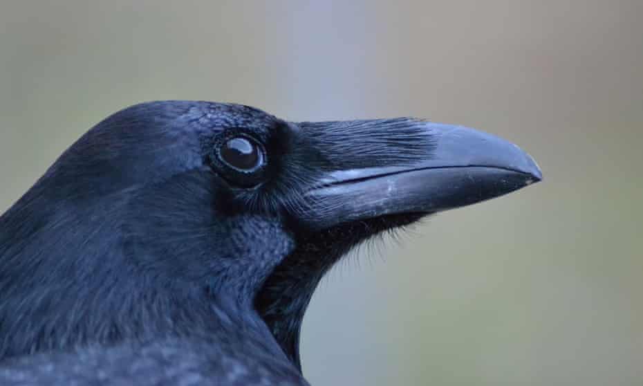 The captive ravens in the study were tested on two tasks: using tools and bartering with humans.